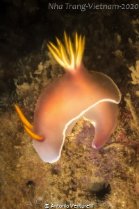 Hypselodoris Bullockii by Antonio Venturelli 